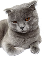 Gray sad cat breed Scottish Fold lies. Isolation object on a white background. Close up