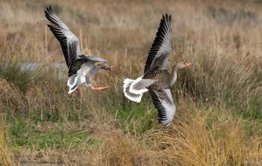 Gooses,Anser anser