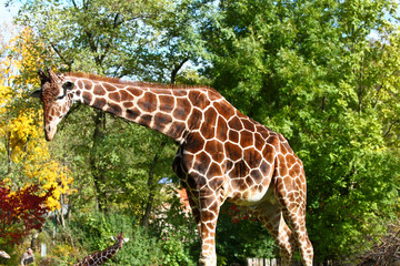 Giraffe - Giraffa camelopardalis