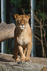 Obraz na płótnie Canvas Löwe - Panthera leo
