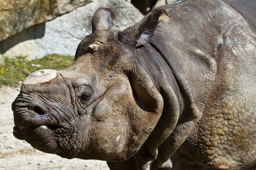 Obraz premium Indisches Panzernashorn - Rhinoceros unicornis - Rhinozeros