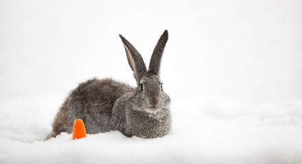 gray hare in the snow, snow bunny, outdoors, close-up © serikbaib