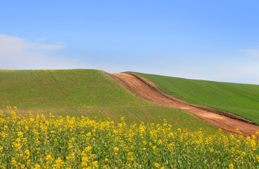 Dirt road through wheat fields