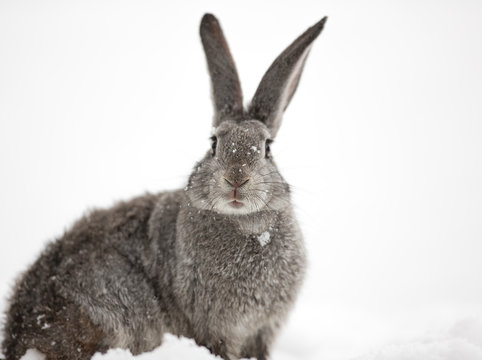 gray hare in the snow, snow bunny, outdoors, close-up