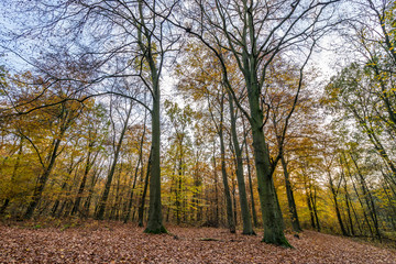 sunset in the forest in autumn