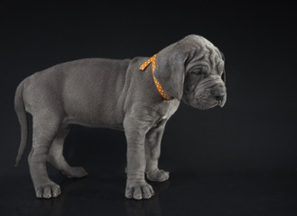 Grey puppy