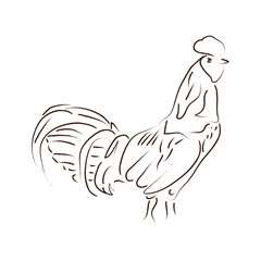 Isolated outline of a rooster, Vector illustration
