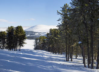 Winter landscape. Panorama of Altai Mountains. Cedar forest.