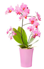 Phalaenopsis orchid in full bloom - obrazy, fototapety, plakaty