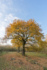 sunset in the forest in autumn