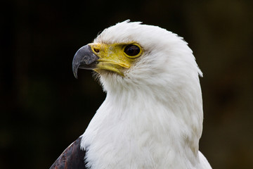 Schreiseeadler - Haliaeetus vocifer