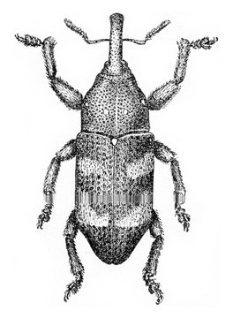 Pissodes harcyniae, vintage engraving.