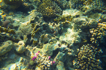beautiful and diverse coral reef with fish of the red sea in Egypt, shooting under water