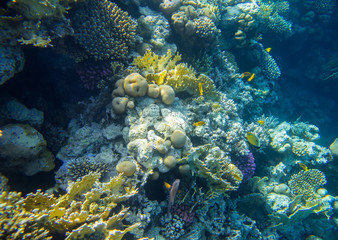 beautiful and diverse coral reef with fish of the red sea in Egypt, shooting under water