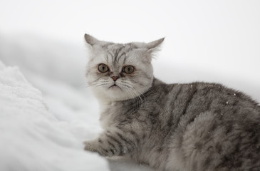 kitten in the snow, winter cat, Scottish cat