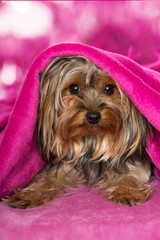 Yorkshire Terrier mit rosa Decke