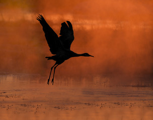 Rise With The Steam Fog - A sandhill crane rises from the roosting pond as the rising sun shines through the early morning steam fog from the water's surface. Monte Vista National Wildlife Refuge.