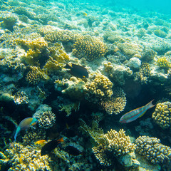 Obraz na płótnie Canvas beautiful and diverse coral reef with fish of the red sea in Egypt, shooting under water