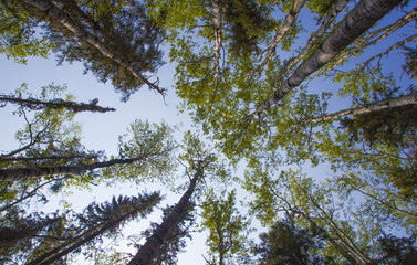 Tall trees in a forest