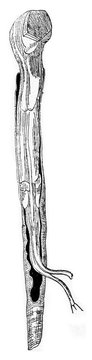 The ship worm (Teredo navalis), vintage engraving.