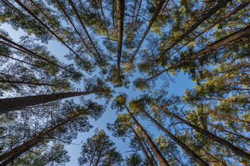 Fototapeta premium Forest covered in snow in winter