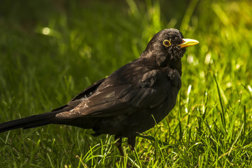 Common Blackbird feeding on a log in a UK garden