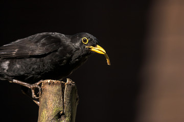 Common Blackbird feeding on a log in a UK garden