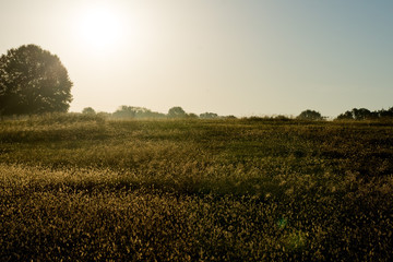 Obraz premium Early morning dew