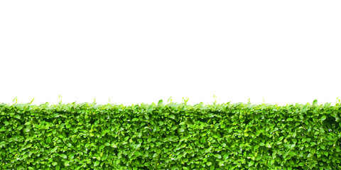 panoramic view of beautiful hedge fence isolated on white background, green cropped bush hedges...