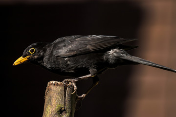 Common Blackbird feeding on a log in a UK garden