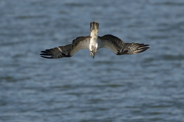Osprey diving into lake head first wings spread talons out 