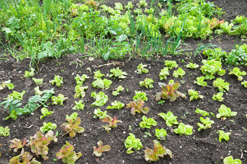 Fresh young green lettuce plants with other vetables in the background on a sunny vegetable garden patch