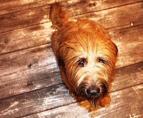 view of blond Briard - the French shepherd from above, form the background of the wooden floor