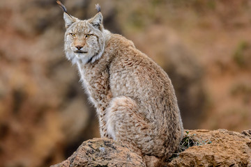 Lynx 1