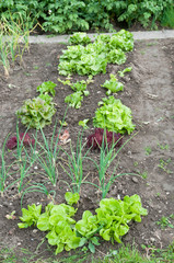 Fresh young green lettuce plants with other vetables in the background on a sunny vegetable garden patch