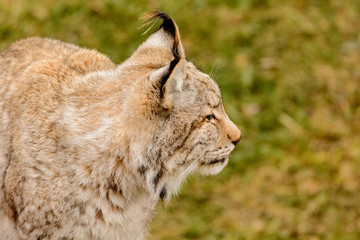 Lynx 4