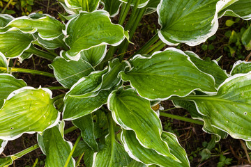 Host (lat. Hósta) in garden. Genus of perennial herbaceous plants of the family Green. Beautiful bright green leaves ornamental plant hosta.