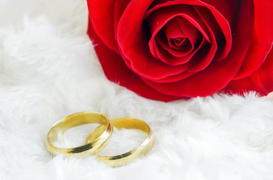 Close up of couple golden rings with red rose flower