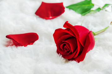 Close up of red rose flower on white fur background - Valentine'