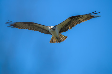 Osprey flying overhead with wings spread wide