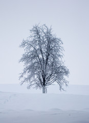 lonely frozen tree in ice cold winter landscape