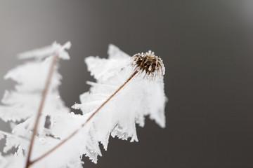 frozen plant in ice cold winter
