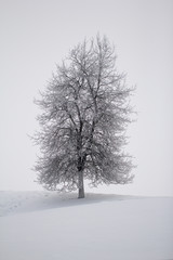 lonely tree in winter in snowy landscape