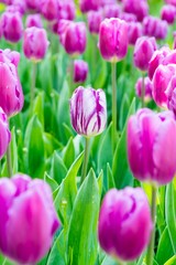 Obraz premium White and violet tulip.