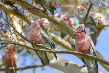 Galah cockatoos_birds of Australia_parrots