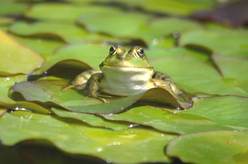 Frosch im Teich