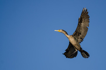 Double-Crested Cormorant Flying in a Blue Sky