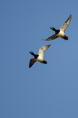 Fototapeta na wymiar Two Ring-Necked Ducks Flying in a Blue Sky