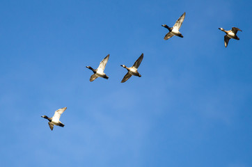Flock of Ring-Necked Ducks Flying in a Blue Sky