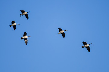 Small Flock of Canada Geese Flying in a Blue Sky
